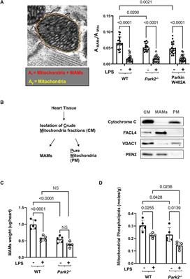 Evaluation of Parkin in the Regulation of Myocardial Mitochondria-Associated Membranes and Cardiomyopathy During Endotoxemia